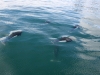 porpousdolphins