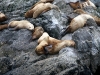 sealions