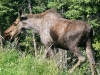 moose