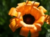 orangeflower