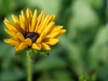 yellowflower